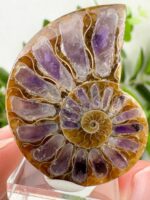Ammonite mit Amethyst Inlay Nr. 55