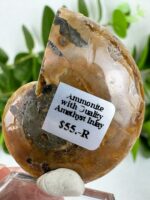 Ammonite mit Amethyst Inlay Nr. 55 – Bild 2
