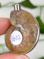 Ammonite Anhänger Nr. 16a2 – Bild 2