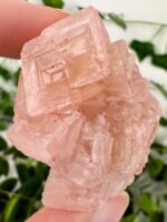 Pinker Halit aus Kalifornien Nr. 37h1