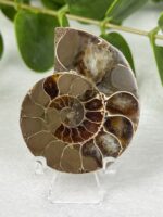 Ammonite Nr. 16a1