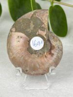 Ammonite Nr. 16a1 – Bild 2