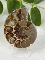 Ammonite Nr. 16a