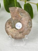 Ammonite Nr. 16a – Bild 2