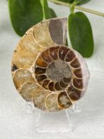 Ammonite Nr. 13am