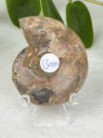 Ammonite Nr. 13am – Bild 2