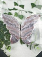 Ozeanjaspis / Seejaspis Schmetterling im Schweberahmen – Bild 2