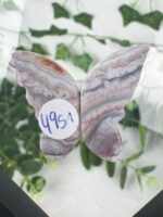Ozeanjaspis / Seejaspis Schmetterling im Schweberahmen – Bild 3