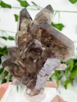Rauchquarz Cluster aus der Schweiz Nr. 41s