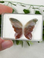Ozeanjaspis Schmetterling (oldstock) Nr. 88s
