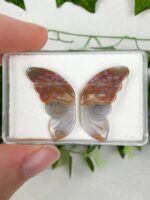Ozeanjaspis Schmetterling (oldstock) Nr. 88st